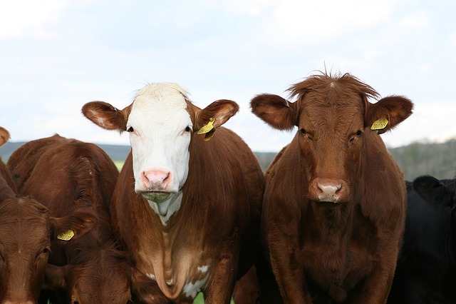 Différentes races de vache