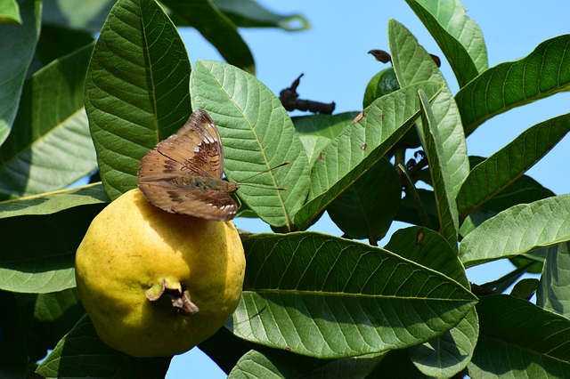 Feuilles De Goyave