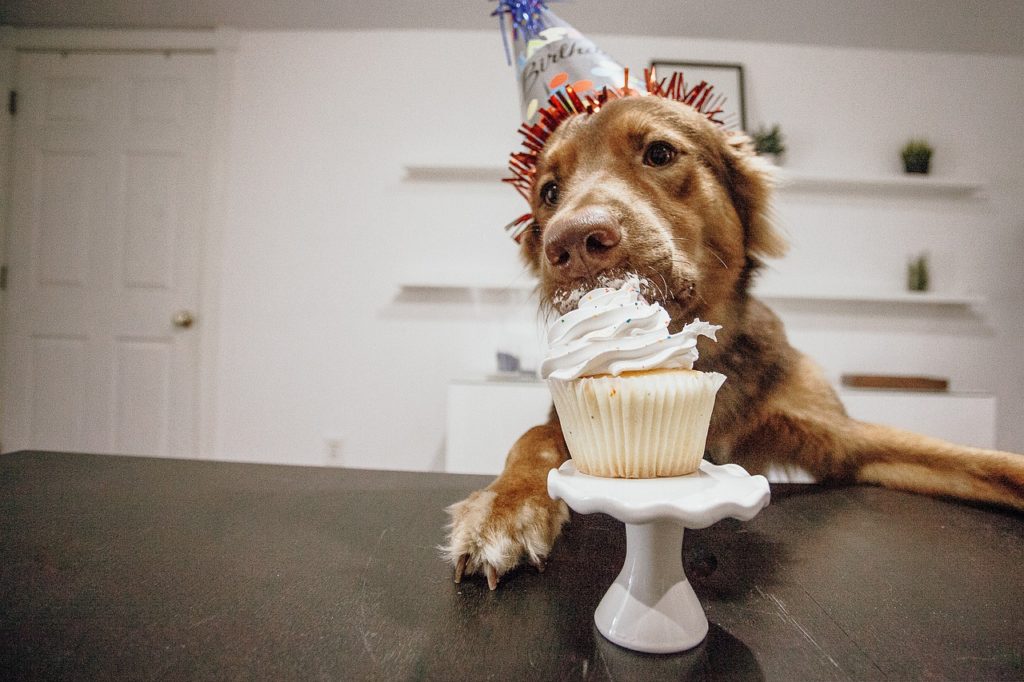 Célébrer l’anniversaire de votre chien avec ces idées créatives