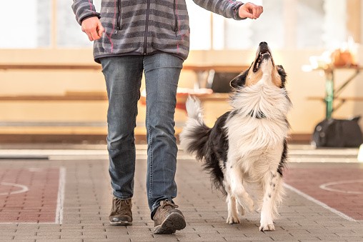 Combien de temps faut-il pour éduquer un chien ?