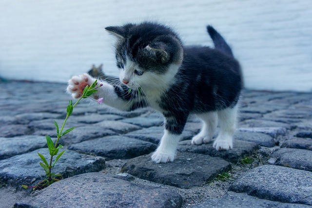 vaccins obligatoire pour chat