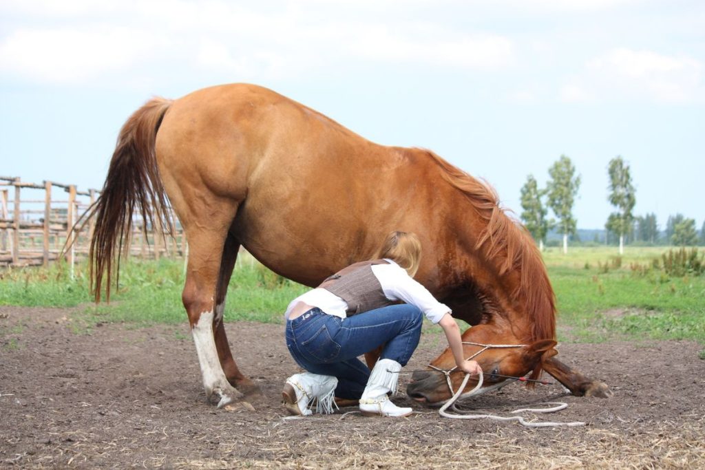 13-Les premiers soins pour les animaux de compagnie