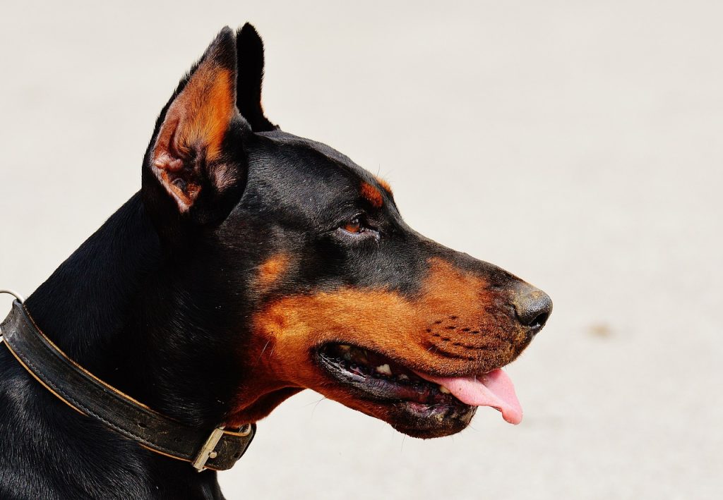 chien