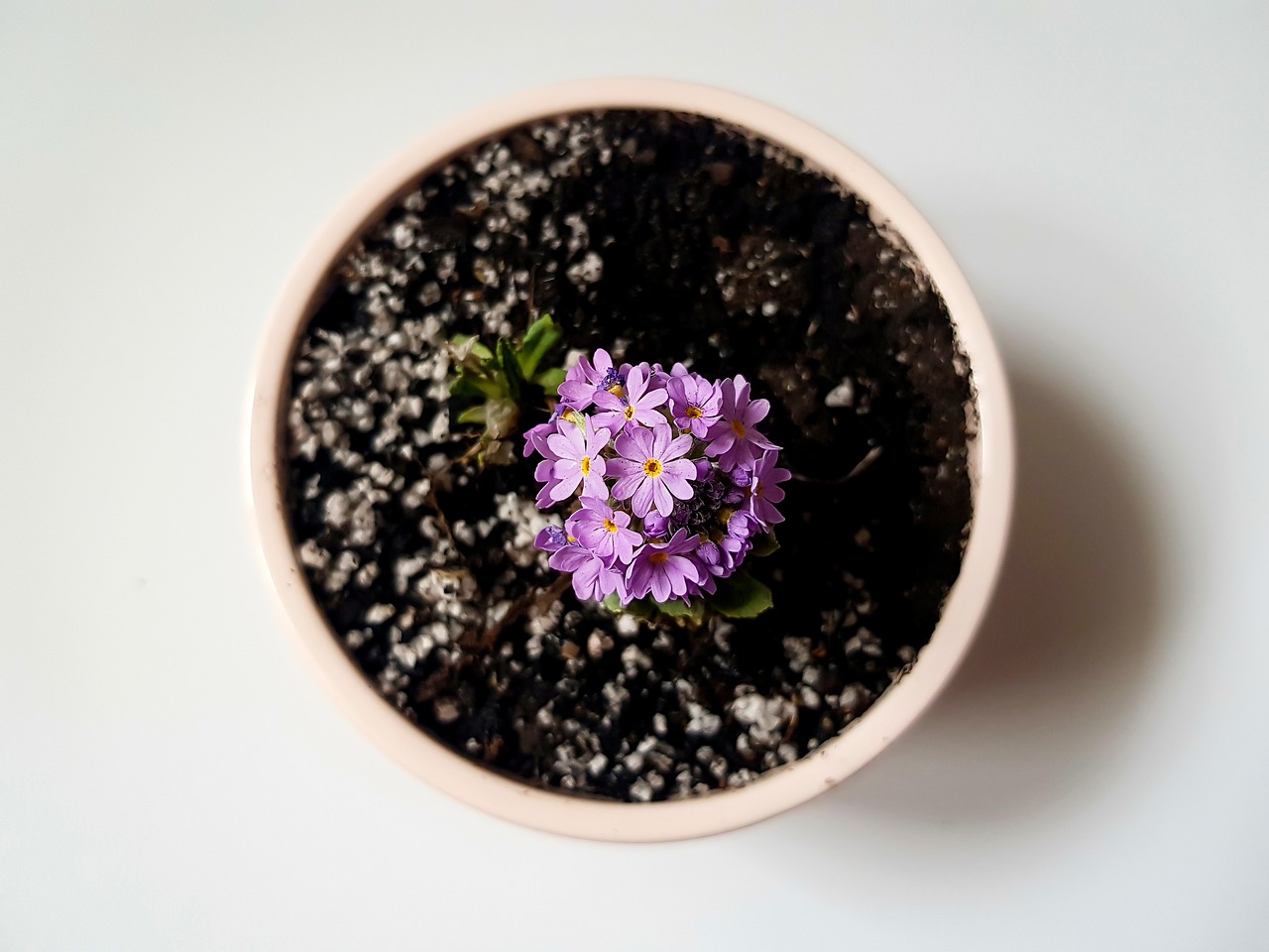 découvrez notre sélection de plantes d'intérieur qui apportent une touche de verdure et de fraîcheur à votre espace de vie. idéales pour purifier l'air et enrichir votre déco, nos plantes s'adaptent à tous les intérieurs, du plus lumineux au plus ombragé.